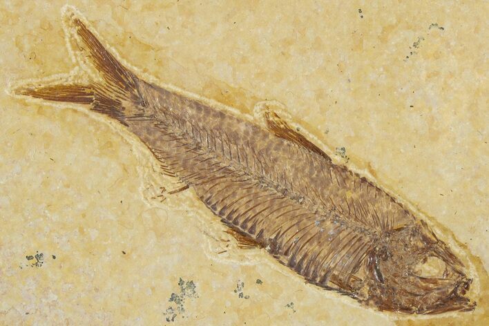 Detailed Fossil Fish (Knightia) - Wyoming #354035